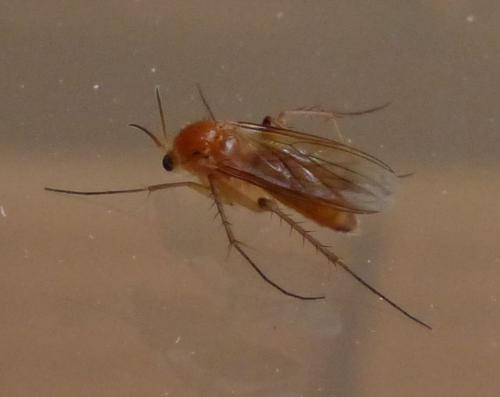 Leia sp.